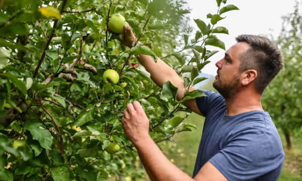 Ovoce - sezónní možnosti a tipy pro výběr nejlepších ovocných dobrot
