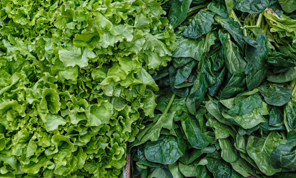 Špenát a salát: Jak pěstovat čerstvou listovou zeleninu i v zimě